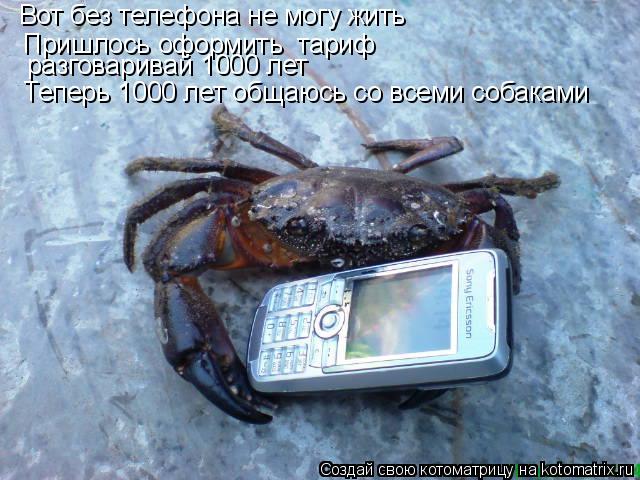 Котоматрица: Вот без телефона не могу жить Пришлось оформить  тариф  разговаривай 1000 лет Теперь 1000 лет общаюсь со всеми собаками