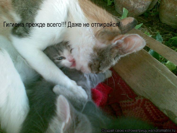 Котоматрица: Гигиена прежде всего!!! Даже не отпирайся!
