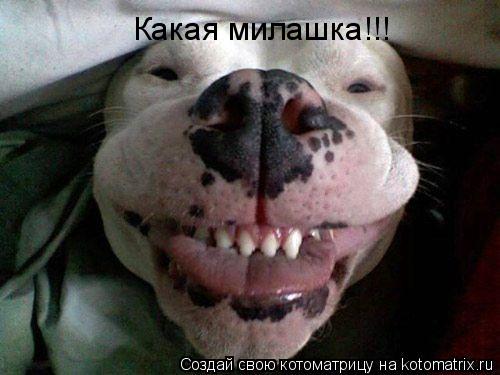 Котоматрица: Какая милашка!!!