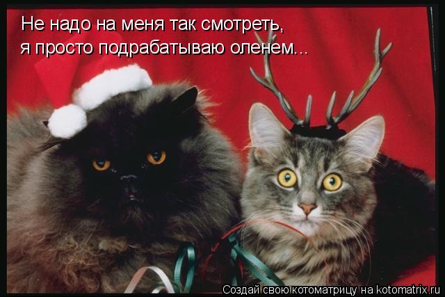 Котоматрица: Не надо на меня так смотреть, я просто подрабатываю оленем...