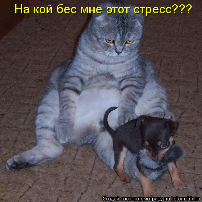 Котоматрица: На кой бес мне этот стресс???