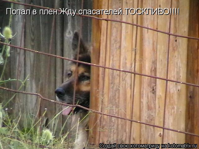 Котоматрица: Попал в плен.Жду спасателей.ТОСКЛИВО!!!!