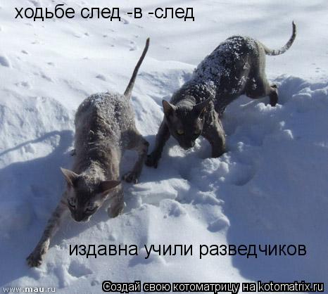Котоматрица: ходьбе след -в -след издавна учили разведчиков