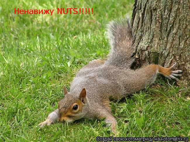 Ненавижу NUTS!!!!!... Котоматрица: Ненавижу NUTS!!!!!