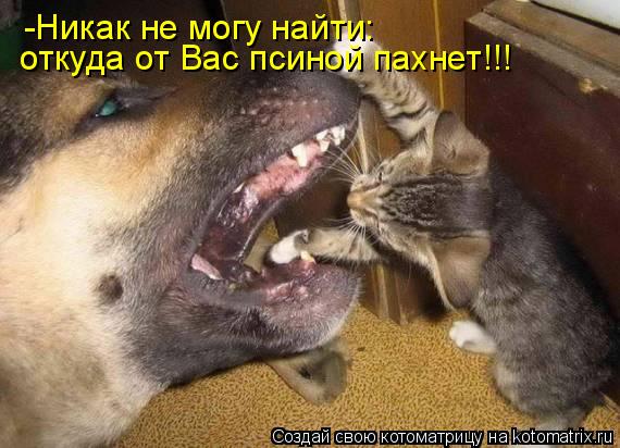 Котоматрица: -Никак не могу найти: откуда от Вас псиной пахнет!!!