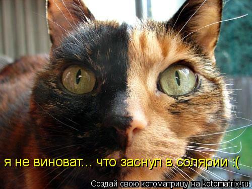Котоматрица: я не виноват... что заснул в солярии :(