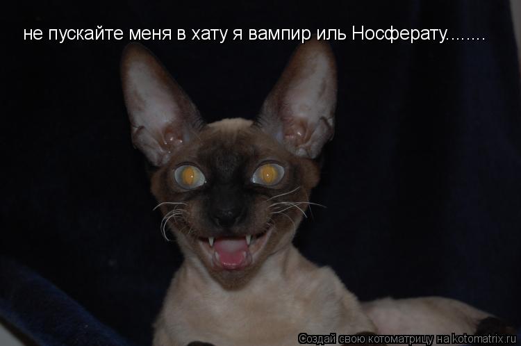 Котоматрица: не пускайте меня в хату я вампир иль Носферату........