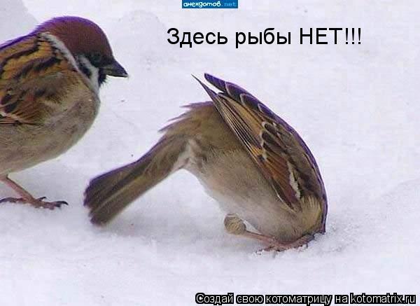 Котоматрица: Здесь рыбы НЕТ!!!