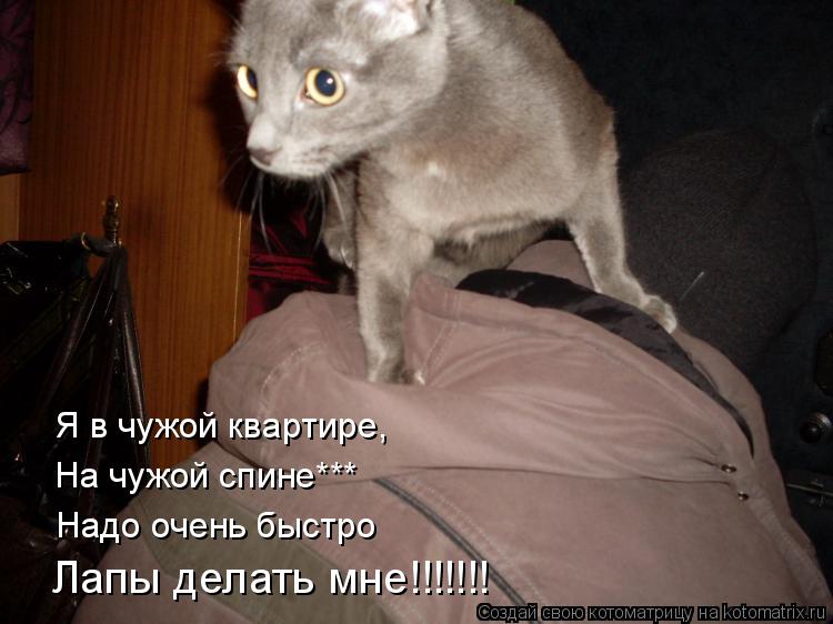 Котоматрица: Я в чужой квартире, На чужой спине*** Надо очень быстро Лапы делать мне!!!!!!!