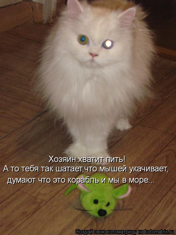 Котоматрица: Хозяин.хватит пить! А то тебя так шатает,что мышей укачивает, думают что это корабль и мы в море...