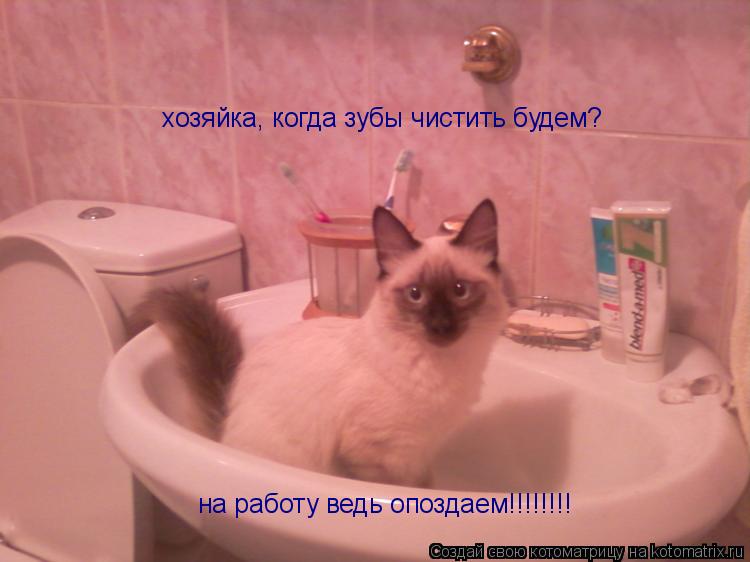 хозяйка, когда зубы чистить будем? на работу ведь опоздаем!!!!!!!!... Котоматрица: хозяйка, когда зубы чистить будем? на работу ведь опоздаем!!!!!!!!
