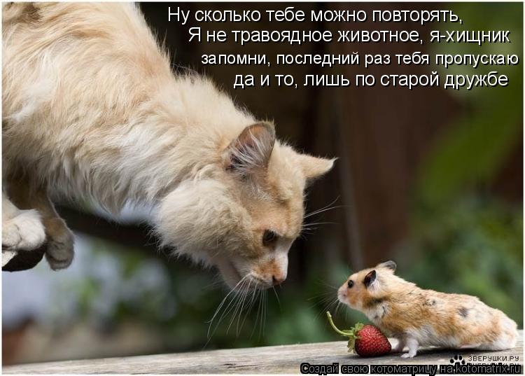 Котоматрица: Ну сколько тебе можно повторять, Я не травоядное животное, я-хищник запомни, последний раз тебя пропускаю да и то, лишь по старой дружбе