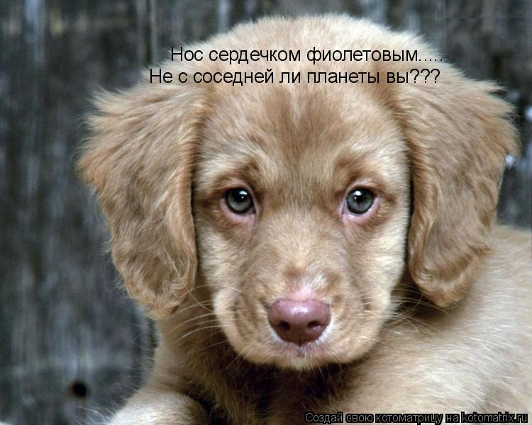 Нос сердечком фиолетовым..... Не с соседней ли планеты вы???... Котоматрица: Нос сердечком фиолетовым..... Не с соседней ли планеты вы???