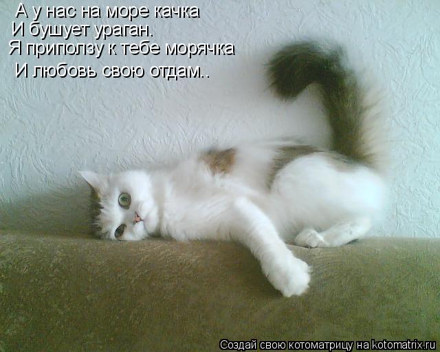 Котоматрица: А у нас на море качка И бушует ураган. Я приползу к тебе морячка И любовь свою отдам..