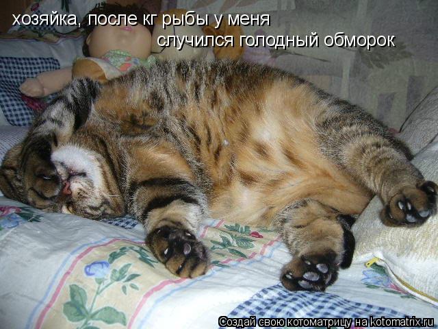 Котоматрица: хозяйка, после кг рыбы у меня случился голодный обморок