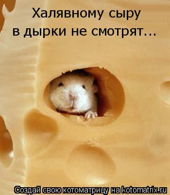 Котоматрица: Халявному сыру   в дырки не смотрят...