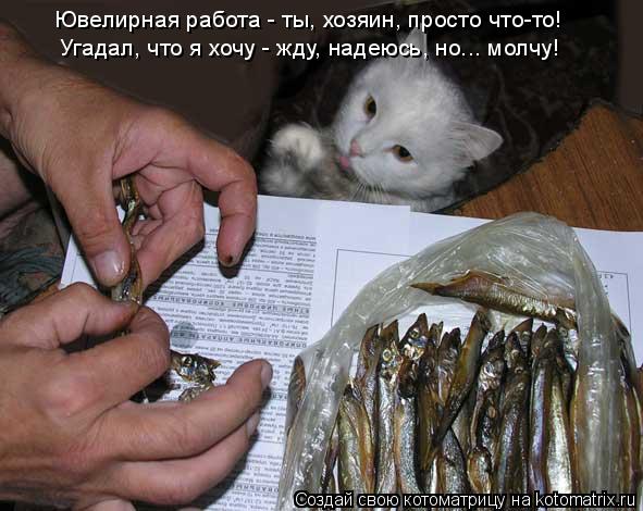 Котоматрица: Ювелирная работа - ты, хозяин, просто что-то! Угадал, что я хочу - жду, надеюсь, но... молчу!