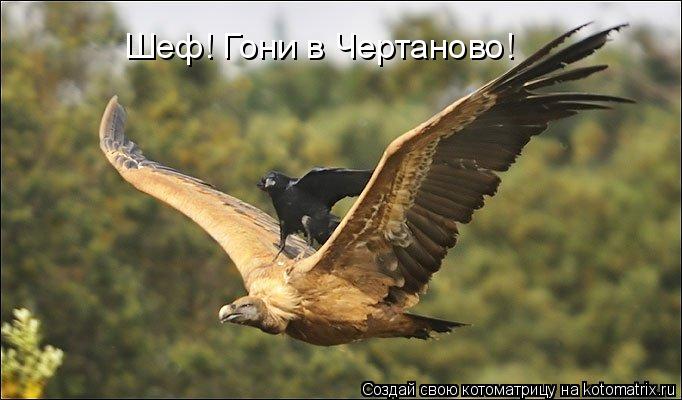 Котоматрица: Шеф! Гони в Чертаново!