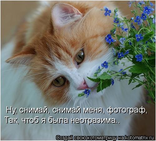 Котоматрица: Так, чтоб я была неотразима.. Ну, снимай, снимай меня, фотограф,