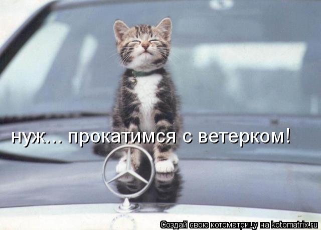 нуж... прокатимся с ветерком!... Котоматрица: нуж... прокатимся с ветерком!