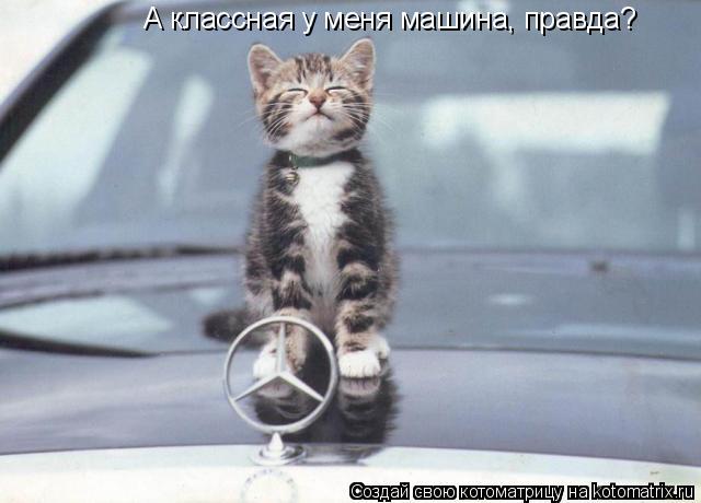 А классная у меня машина, правда?... Котоматрица: А классная у меня машина, правда?