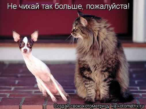 Не чихай так больше, пожалуйста!... Котоматрица: Не чихай так больше, пожалуйста!