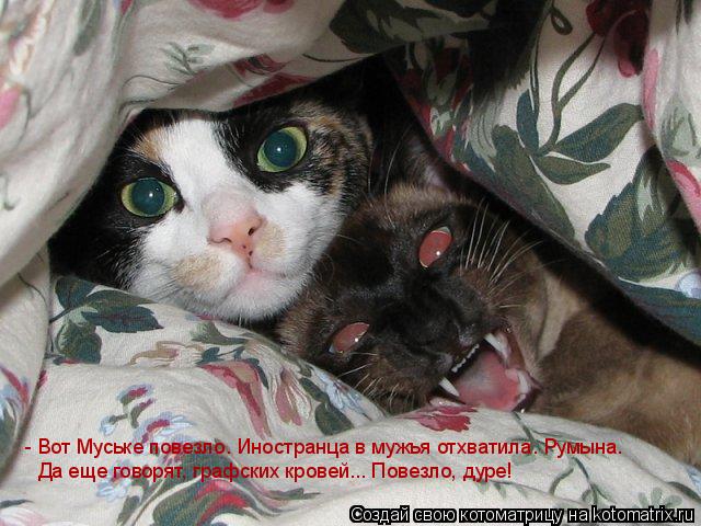 Котоматрица: - Вот Муське повезло. Иностранца в мужья отхватила. Румына.  Да еще говорят, графских кровей... Повезло, дуре!