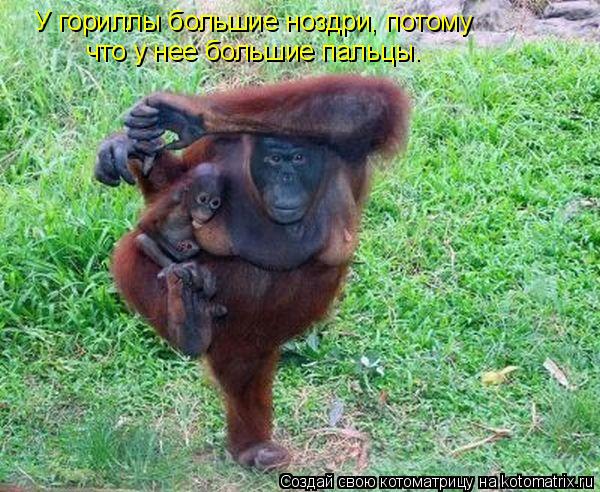 Котоматрица: У гориллы большие ноздри, потому  что у нее большие пальцы.
