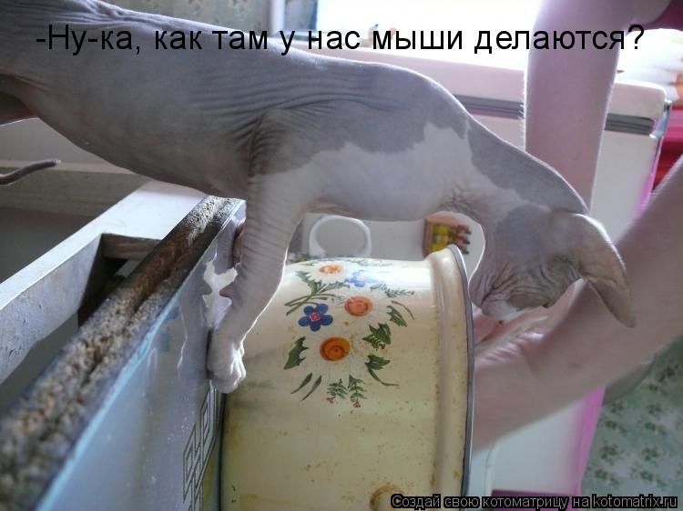 Котоматрица: -Ну-ка, как там у нас мыши делаются?