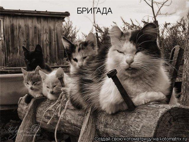 БРИГАДА... Котоматрица: БРИГАДА
