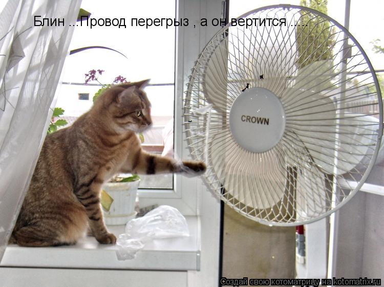 Котоматрица: Блин ...Провод перегрыз , а он вертится .....