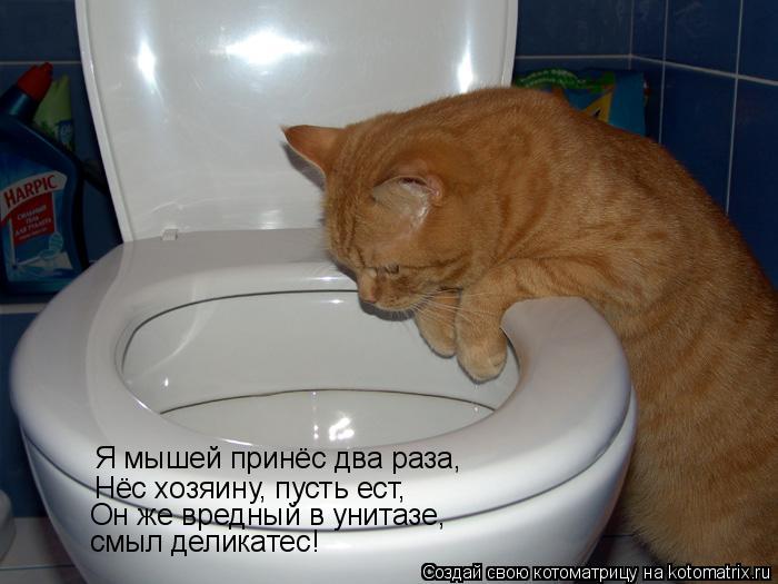 Я мышей принёс два раза, Нёс хозяину, пусть ест, Он же вредный в унитазе, смыл деликатес!... Котоматрица: Я мышей принёс два раза, Нёс хозяину, пусть ест, Он же вредный в унитазе, смыл деликатес!