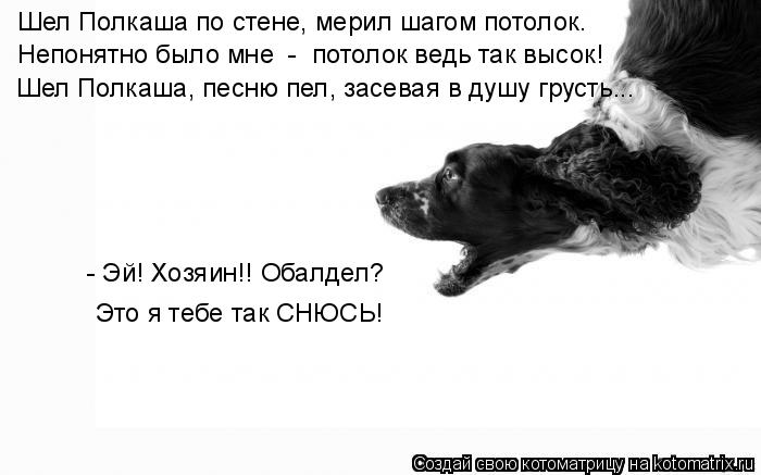 Котоматрица: Шел Полкаша по стене, мерил шагом потолок. Непонятно было мне  -  потолок ведь так высок! Шел Полкаша, песню пел, засевая в душу грусть….. - Эй! 