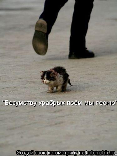 "Безумству храбрых поём мы песню"... Котоматрица: "Безумству храбрых поём мы песню"
