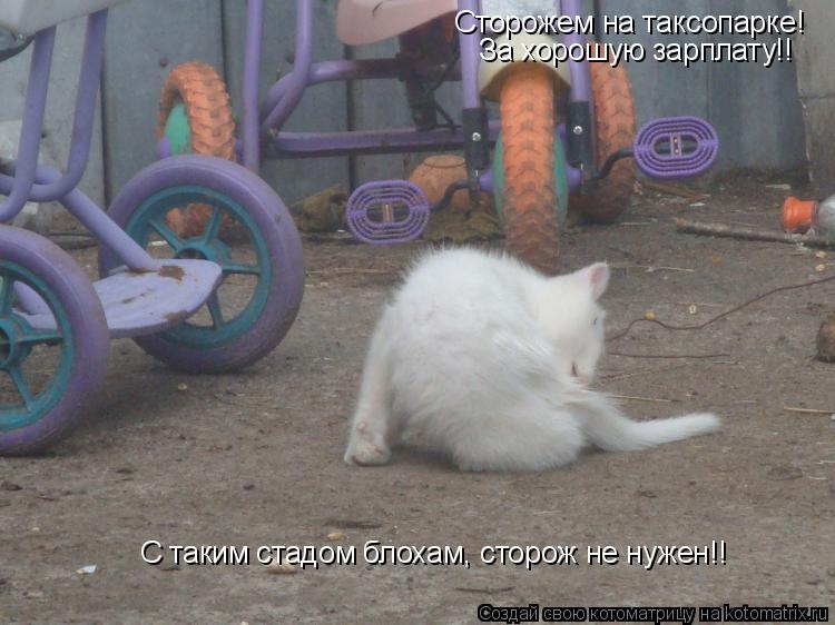 Котоматрица: Сторожем на таксопарке! За хорошую зарплату!! С таким стадом блохам, сторож не нужен!!