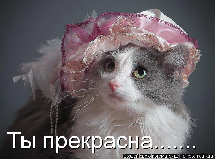 Котоматрица: Ты прекрасна.......