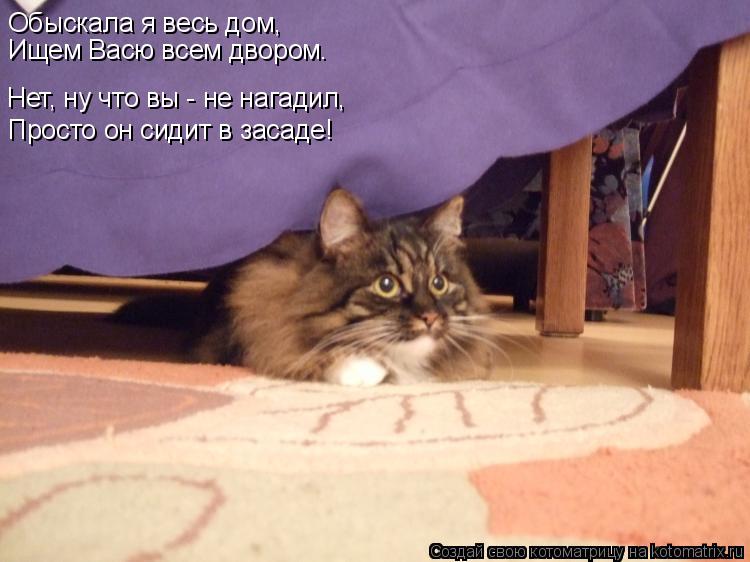 Котоматрица: Нет, ну что вы - не нагадил,  Просто он сидит в засаде! Обыскала я весь дом, Ищем Васю всем двором.