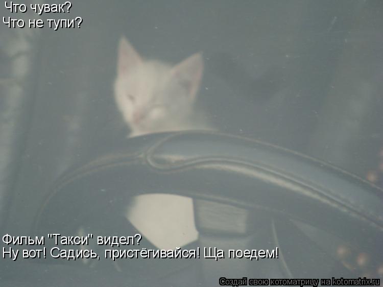 Котоматрица: Что чувак? Что не тупи? Фильм "Такси" видел? Ну вот! Садись, пристёгивайся! Ща поедем!