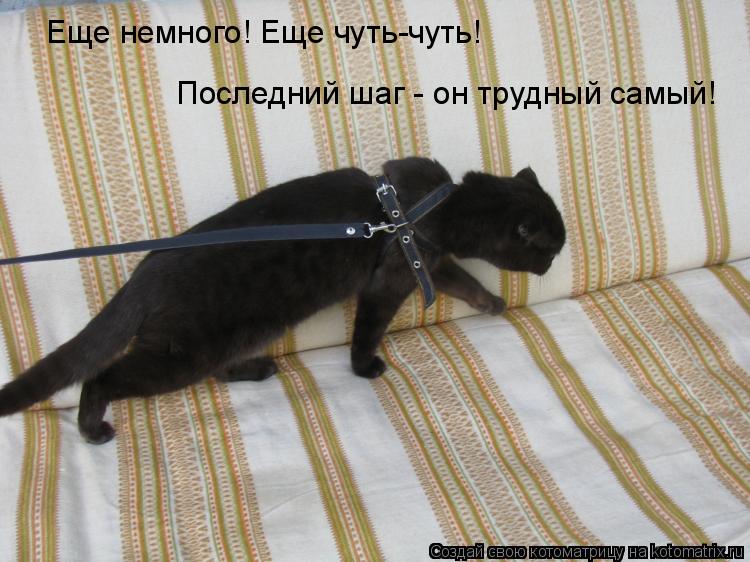 Котоматрица: Еще немного! Еще чуть-чуть! Последний шаг - он трудный самый!