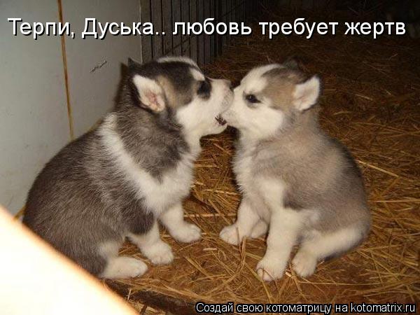 Терпи, Дуська.. любовь требует жертв... Котоматрица: Терпи, Дуська.. любовь требует жертв