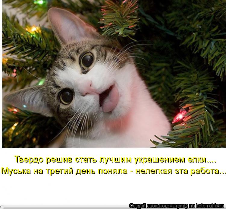 Твердо решив стать лучшим украшением елки.... Муська на третий день поняла - нелегкая эта работа....... Котоматрица: Твердо решив стать лучшим украшением елки.... Муська на третий день поняла - нелегкая эта работа....
