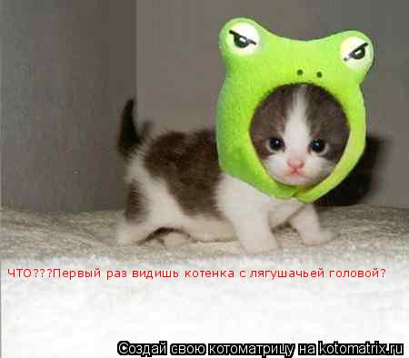 Тааак!!!Интересно, какая голова мне больше идет!!!??? ЧТО???Первый раз видишь котенка с лягушачьей го... Котоматрица: Тааак!!!Интересно, какая голова мне больше идет!!!??? ЧТО???Первый раз видишь котенка с лягушачьей головой?
