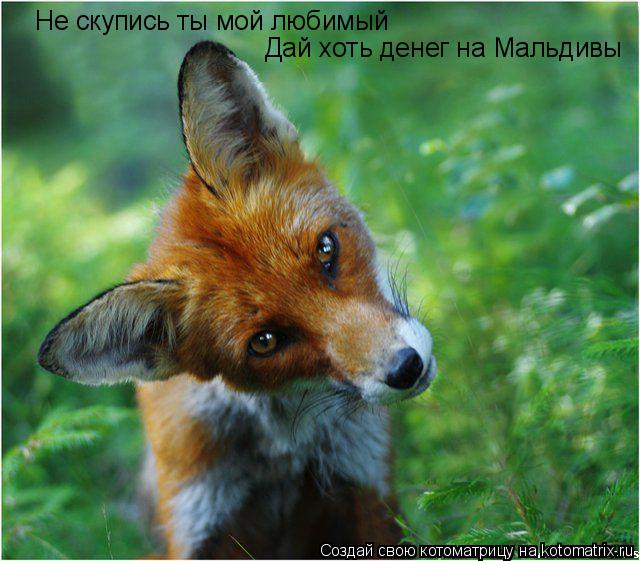 Котоматрица: Не скупись ты мой любимый Дай хоть денег на Мальдивы