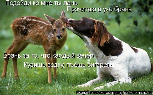 Котоматрица: Подойди ко мне ты лань Прочитаю в ухо брань Брань за то, что каждый вечер Куришь водку, пъёшь сигареты