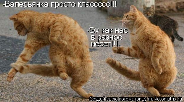 Котоматрица: -Валерьянка просто классссс!!! в разнос -Эх как нас  несет!!!!