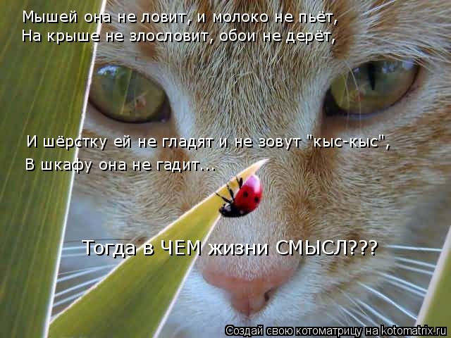 Мышей она не ловит, и молоко не пьёт, На крыше не злословит, обои не дерёт, И шёрстку ей не гладят и ... Котоматрица: Мышей она не ловит, и молоко не пьёт, На крыше не злословит, обои не дерёт, И шёрстку ей не гладят и не зовут "кыс-кыс", В шкафу она не гадит... То
