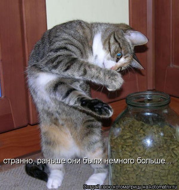 Котоматрица: странно, раньше они были немного больше...