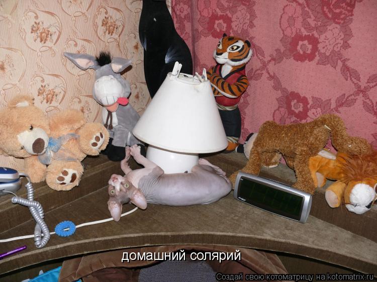 Котоматрица: домашний солярий