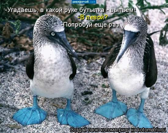 Котоматрица: -Угадаешь, в какой руке бутылка - выпьем! -В левой? -Попробуй еще раз...