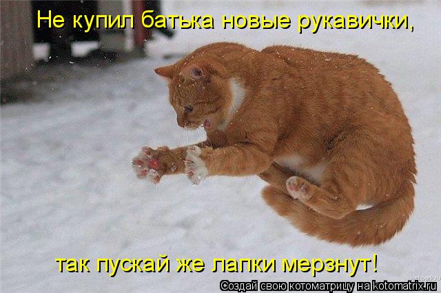 Котоматрица: Не купил батька новые рукавички,  так пускай же лапки мерзнут!